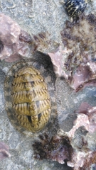 Chitonidae
