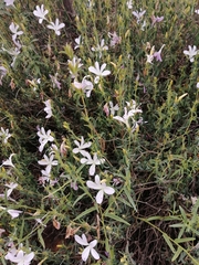 Barleria pretoriensis