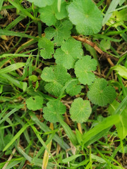 Hydrocotyle bonplandii