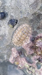 Chitonidae