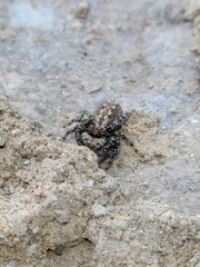 Platycryptus arizonensis