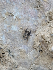 Platycryptus arizonensis