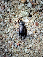 Cryptoglossa muricata