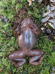 Insuetophrynus acarpicus