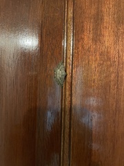 Diatenes aglossoides