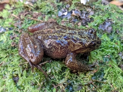 Insuetophrynus acarpicus