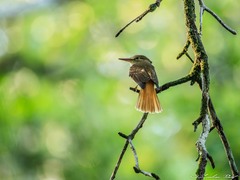 Onychorhynchus coronatus