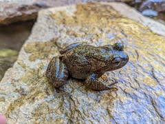 Insuetophrynus acarpicus