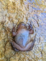 Insuetophrynus acarpicus