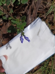 Salvia prunelloides