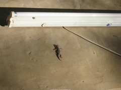 Hemidactylus flaviviridis