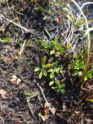 Image of Caltha appendiculata by (c) Pablo, some rights reserved (CC BY)