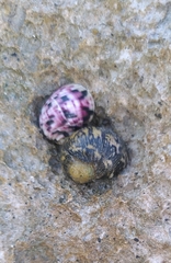 Nerita peloronta