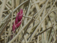 Tillandsia marconae