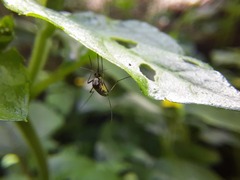 Aedes scapularis