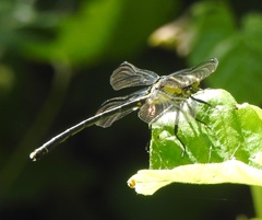 Octogomphus specularis
