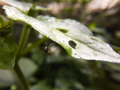 Aedes scapularis