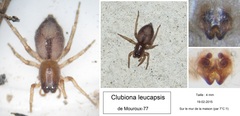 Porrhoclubiona leucaspis