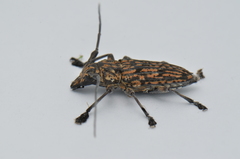 Steirastoma histrionicum