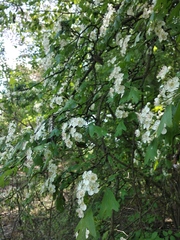 Crataegus monogyna