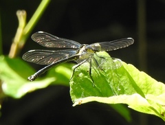 Octogomphus specularis
