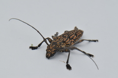 Steirastoma histrionicum