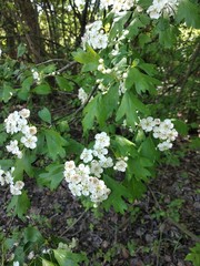 Crataegus monogyna