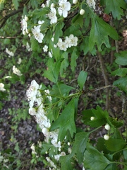 Crataegus monogyna