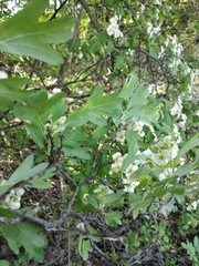 Crataegus monogyna