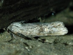 Lithomoia germana