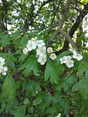 Crataegus monogyna