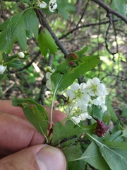 Crataegus monogyna