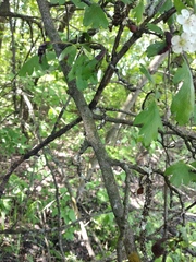 Crataegus monogyna