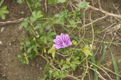 Malva sylvestris sylvestris
