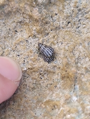 Echinolittorina aspera