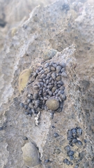 Echinolittorina aspera