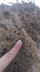 Echinolittorina aspera