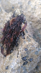 Echinolittorina aspera