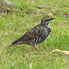Sturnus vulgaris