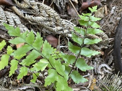 Asplenium polyodon image