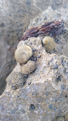 Echinolittorina aspera
