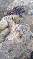 Echinolittorina aspera