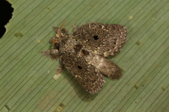 Euglyphis amathuria