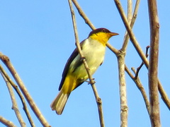 Hemithraupis flavicollis