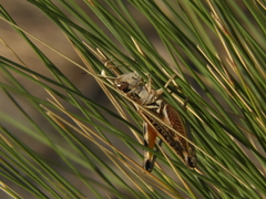 Dichroplus pratensis