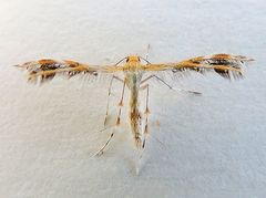 Dejongia californicus