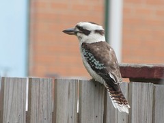 Dacelo novaeguineae novaeguineae