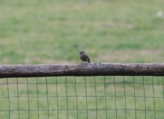 Phoenicurus ochruros