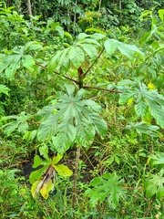 Cecropia palmata