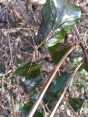 Viburnum × burkwoodii